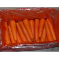 Loosing Packing/New Fresh Carrot